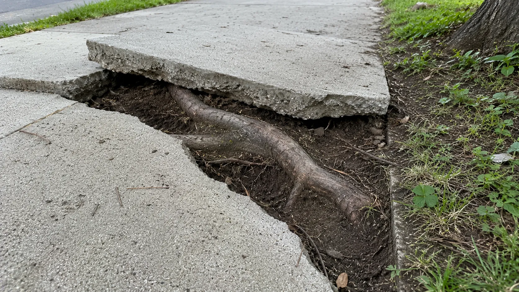 Tree root damage disrupting sidewalk subgrade before replacement
